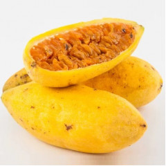 Саженцы пассифлоры сорт Куруба h 15-50 см P8