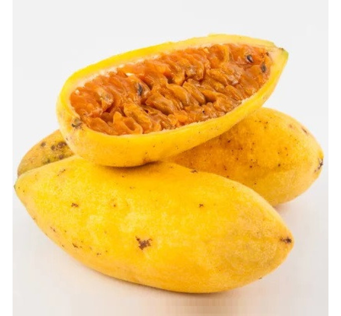 Саженцы пассифлоры сорт Куруба h 15-50 см P8