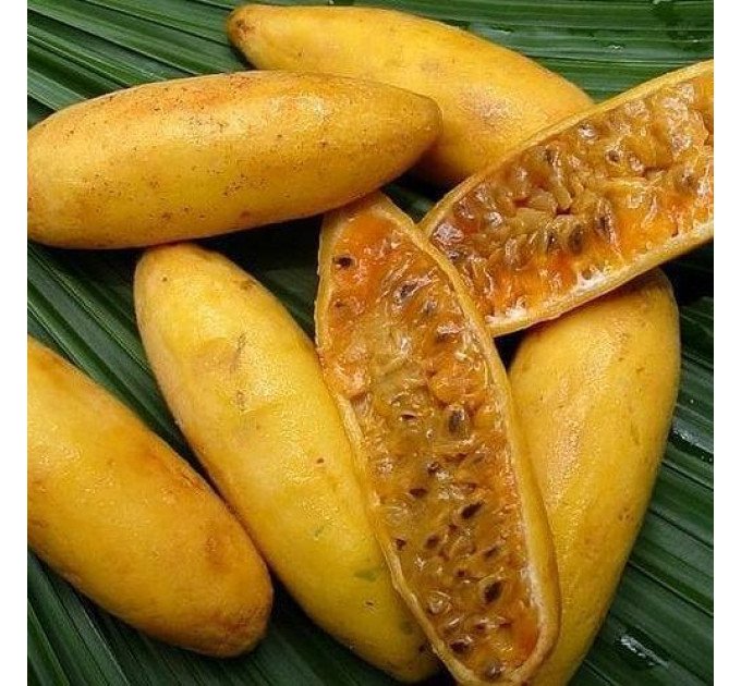 Саженцы пассифлоры сорт Куруба h 15-50 см P8