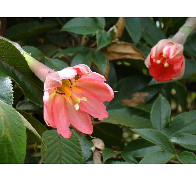 Саженцы пассифлоры сорт Куруба h 15-50 см P8