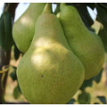 Зимние сорта груш