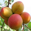 Поздние сорта абрикоса