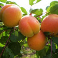 Ранние сорта абрикоса