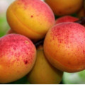 Средние сорта абрикоса