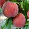 Средние сорта персика