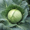 Семена капусты