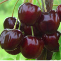 Ранние сорта черешни