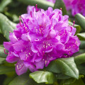 Рододендроны