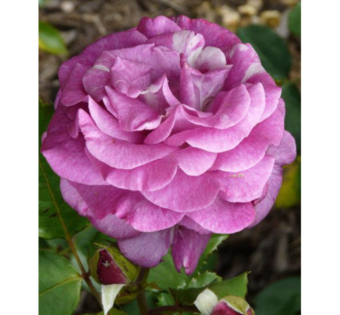 Саженцы роз сорт Violette Parfume (Виолет Парфюм)