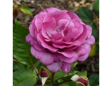 Саженцы роз сорт Violette Parfume (Виолет Парфюм)