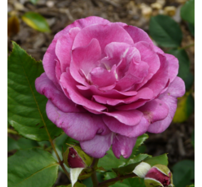 Саженцы роз сорт Violette Parfume (Виолет Парфюм)