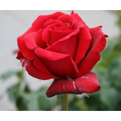 Роза чайно-гибридная Роял Вильямс (Royal Williams)