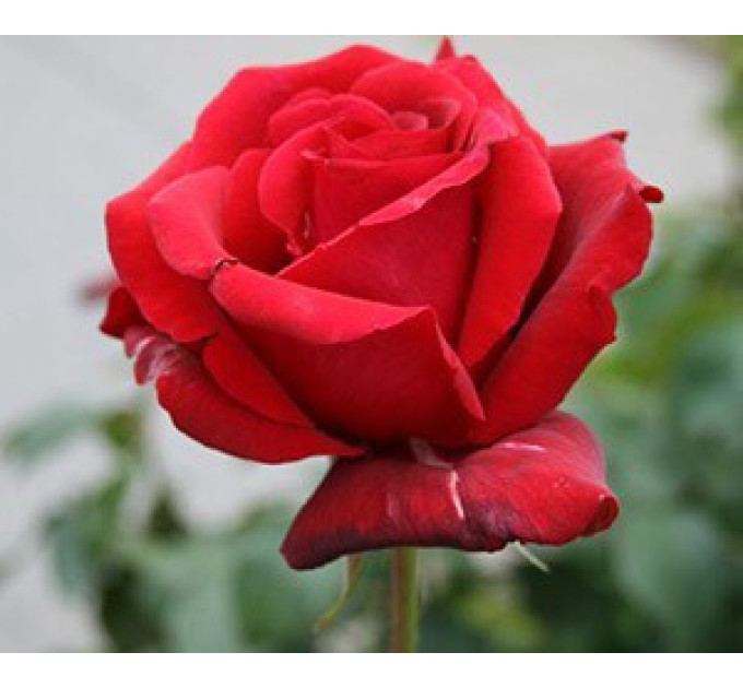 Роза чайно-гибридная Роял Вильямс (Royal Williams)