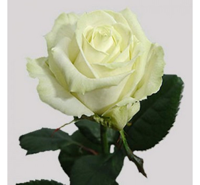 Роза чайно-гибридная Аваланж "Серія Парфюм"