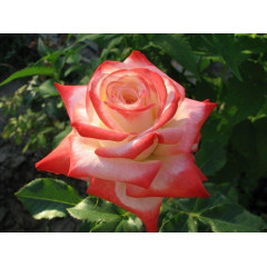 Роза чайно-гибридная Императрис Фарах