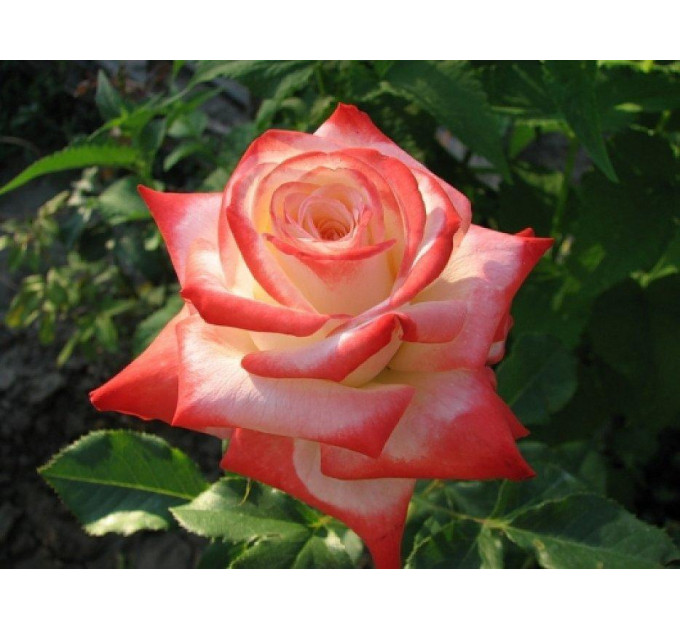 Роза чайно-гибридная Императрис Фарах