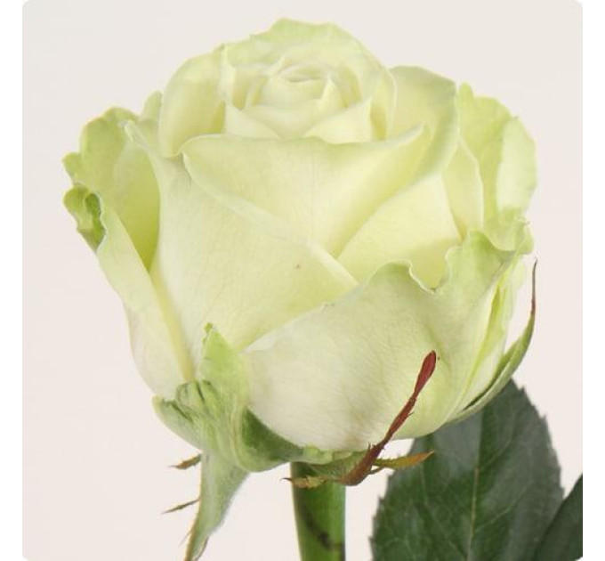 Роза чайно-гибридная Магади NEW