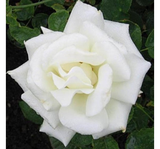 Саженцы роз сорт Паскали (Pascali)