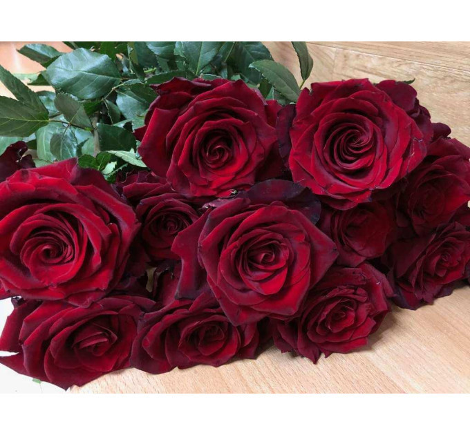 Роза чайно-гибридная Эксплорер