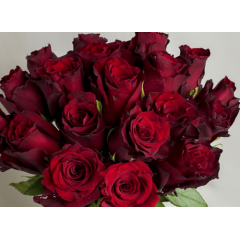 Роза чайно-гибридная Эксплорер