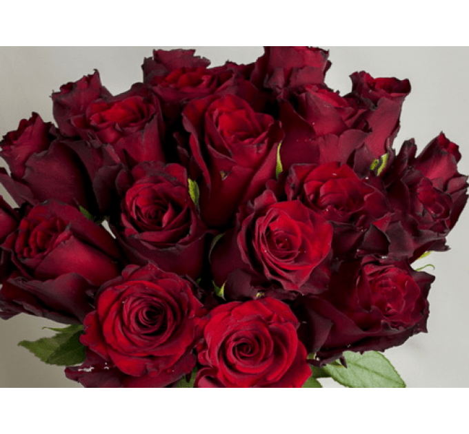 Роза чайно-гибридная Эксплорер