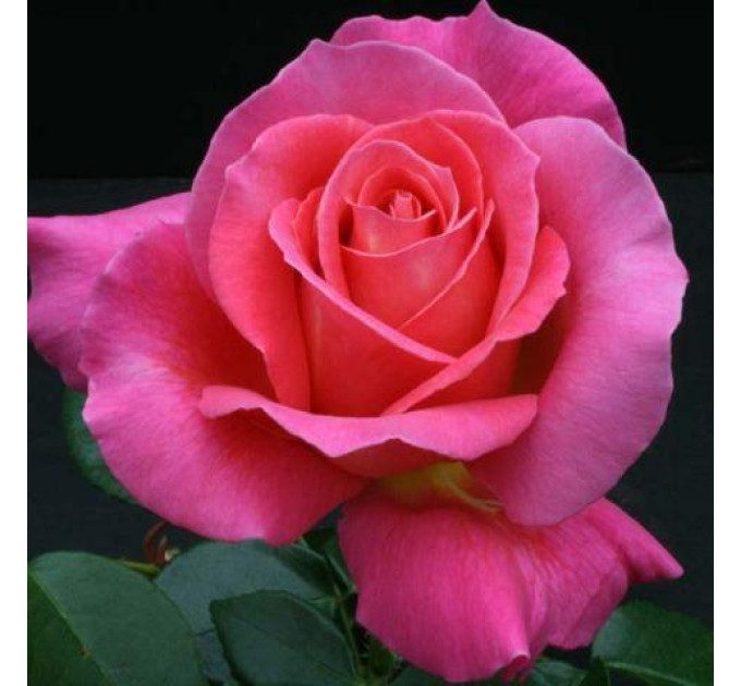 Роза чайно-гибридная Шакира