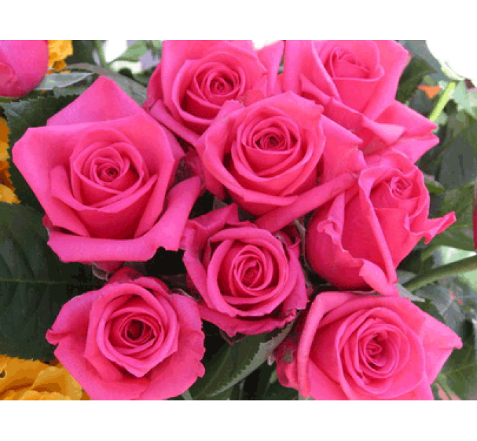 Роза чайно-гибридная Шакира