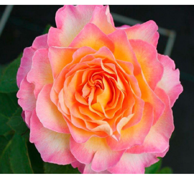 Роза чайно-гибридная Горджес (Gorgeous)