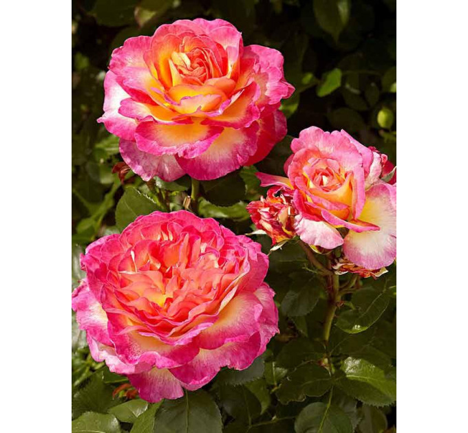 Роза чайно-гибридная Горджес (Gorgeous)