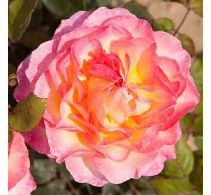 Роза чайно-гибридная Горджес (Gorgeous)