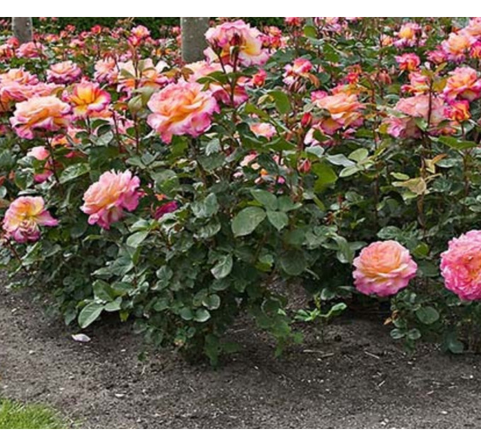 Роза чайно-гибридная Горджес (Gorgeous)