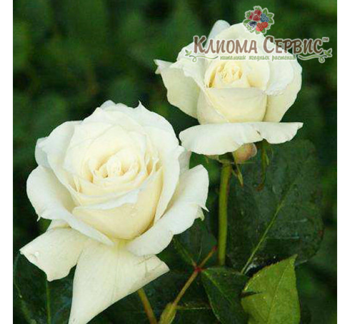 Саженцы роз сорт Паскали (Pascali)