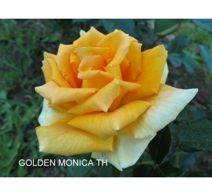 Саженцы роз сорт Golden Monica (Голден Моника)