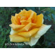 Саженцы роз сорт Golden Monica (Голден Моника)