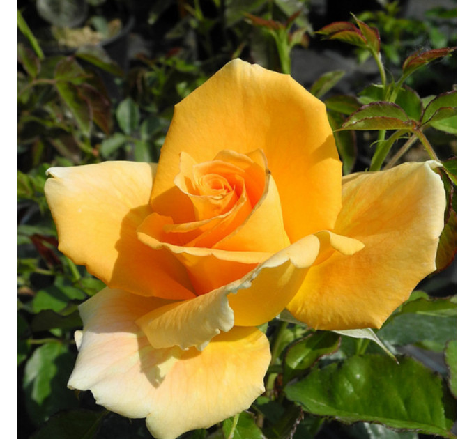Саженцы роз сорт Golden Monica (Голден Моника)