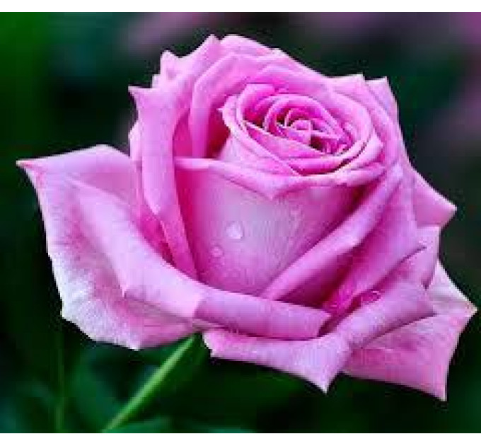 Роза чайно-гибридная Аква