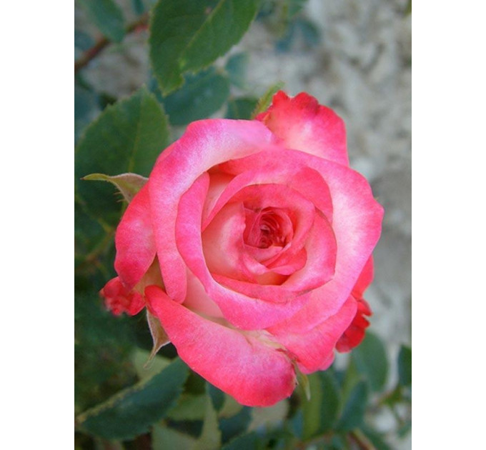 Роза чайно-гибридная Инджой