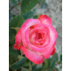 Роза чайно-гибридная Инджой