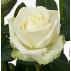 Роза чайно-гибридная Маруся