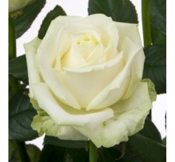 Роза чайно-гибридная Маруся