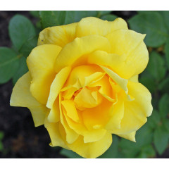 Саженцы роз сорт Санблест