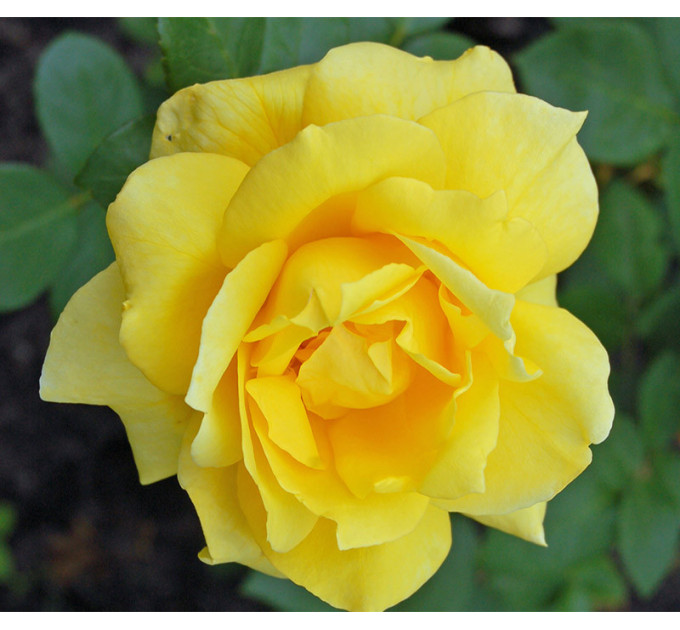 Саженцы роз сорт Санблест