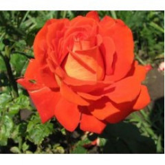 Саджанці троянд сорт Angelique (Анджелі)