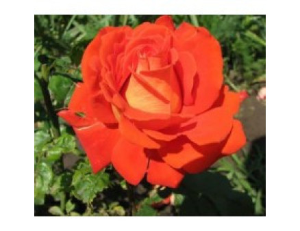 Саженцы роз сорт Angelique (Анджели)