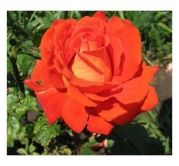 Саджанці троянд сорт Angelique (Анджелі)