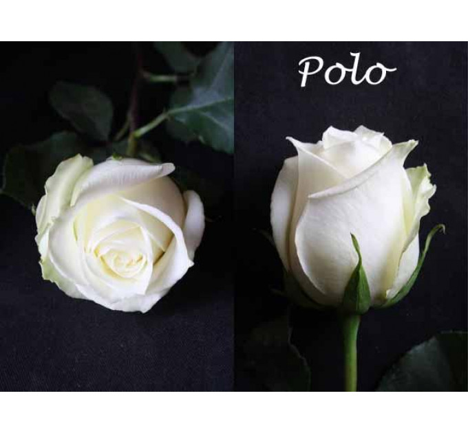Роза чайно-гибридная Поло