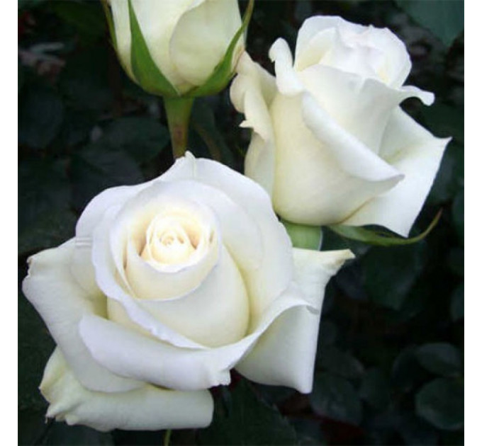 Роза чайно-гибридная Поло