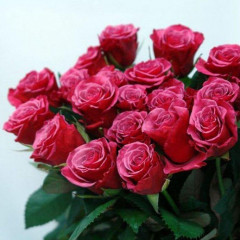 Роза чайно-гибридная Амалия