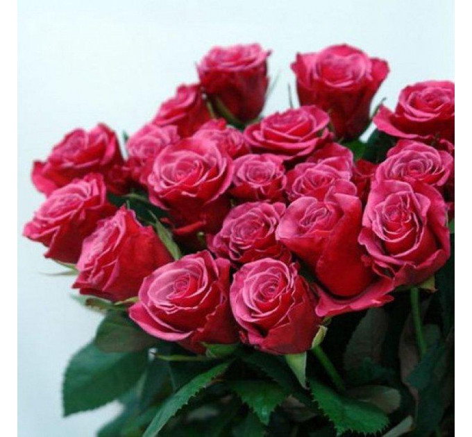 Роза чайно-гибридная Амалия