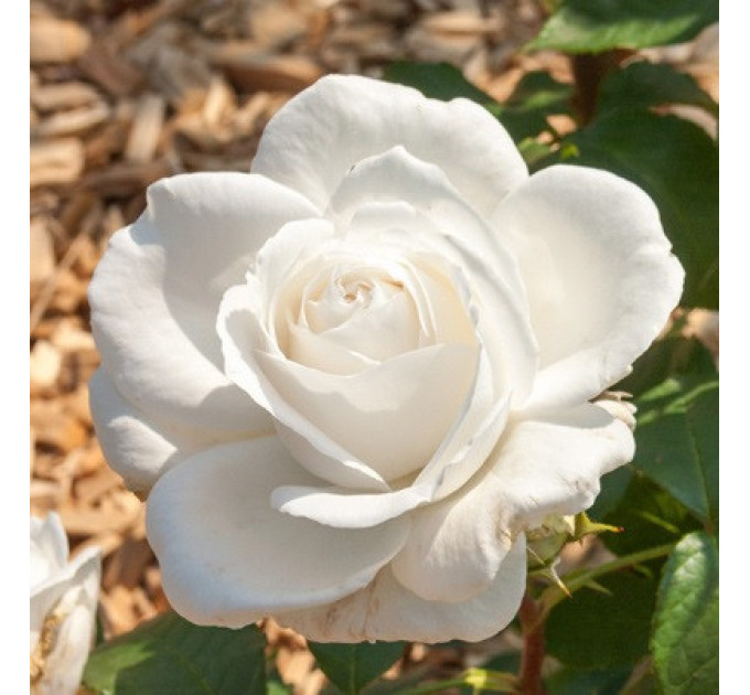 Саженцы роз сорт Annapurna (Аннапурна)